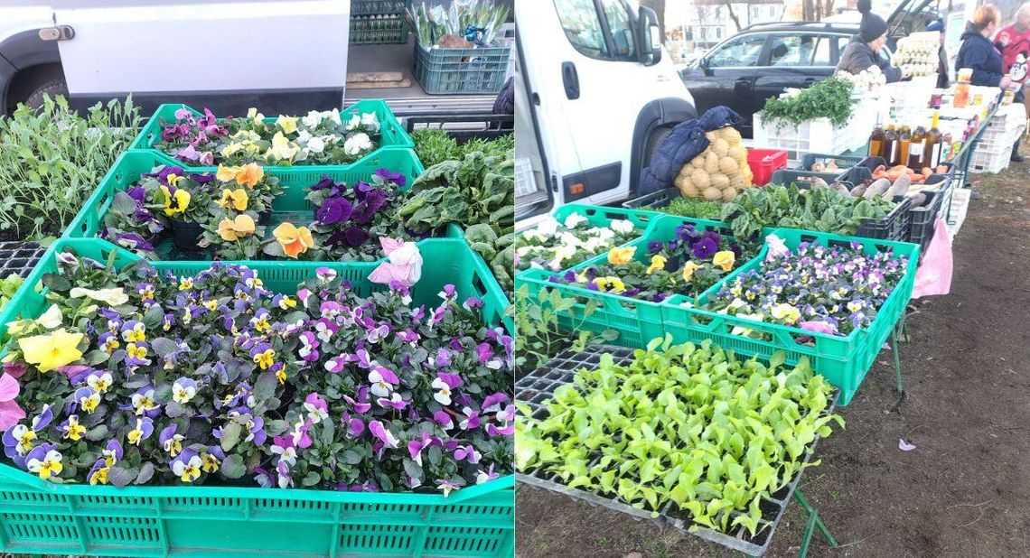 Sadzonki i regionalne smaki prosto od producentów w Kędzierzynie-Koźlu