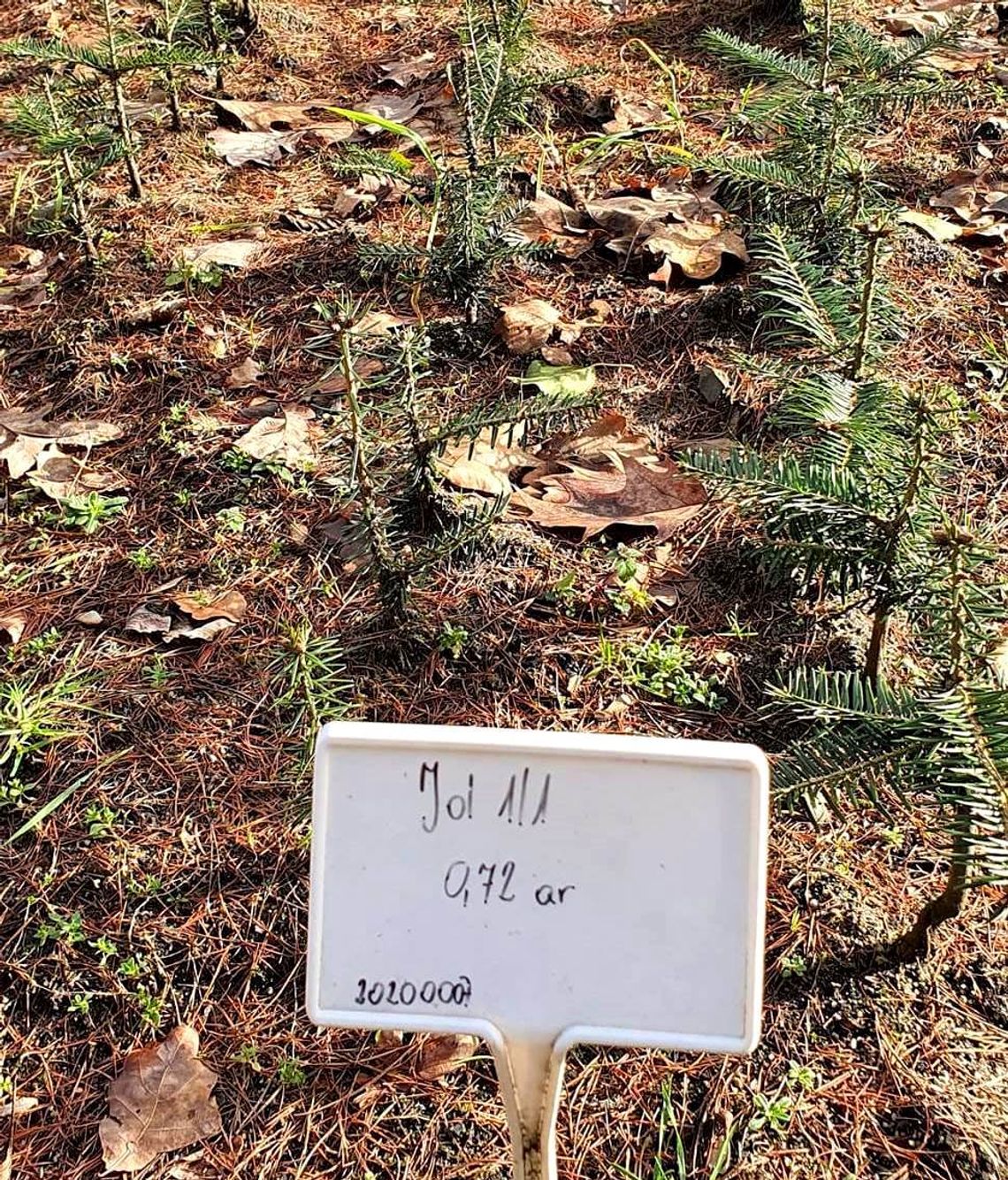 Sadzonki na wiosenne odnowienia w dobrej kondycji. ZDJĘCIA Sadzonki na wiosenne odnowienia w dobrej kondycji. ZDJĘCIA