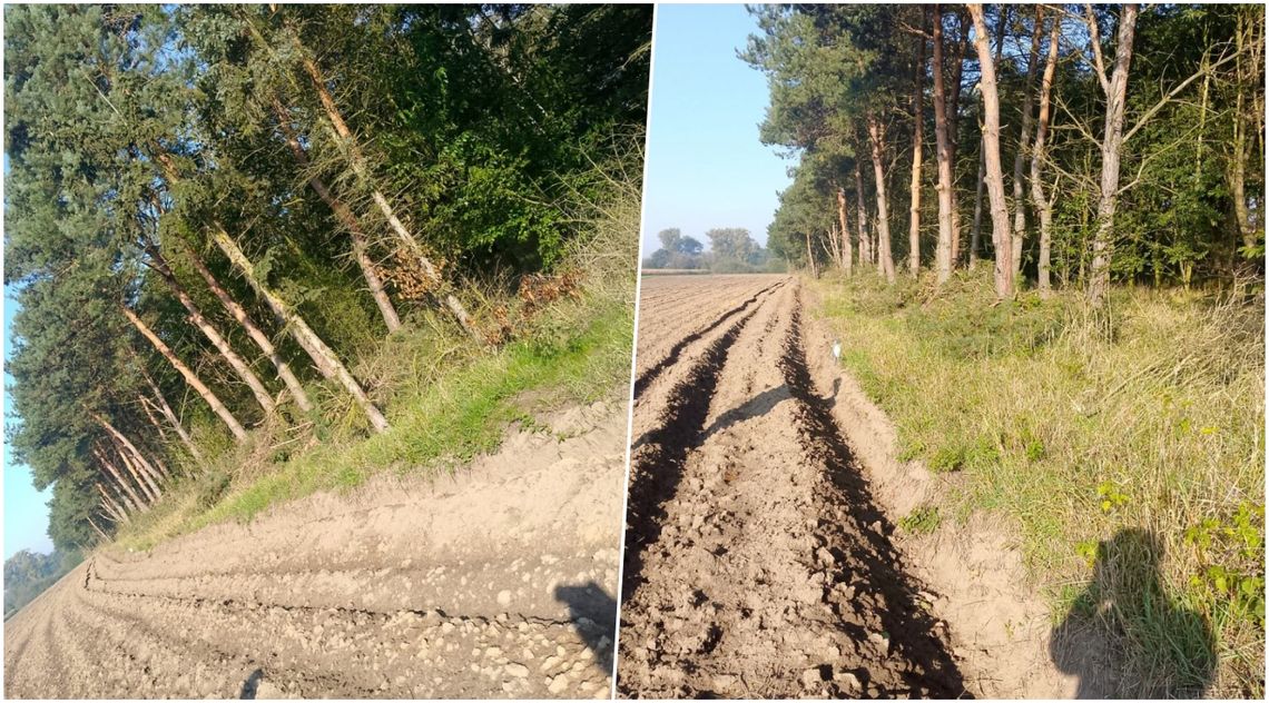 Sąsiedzki spór trwał miesiącami. Zakończył się porozumieniem i przyciętymi gałęziami