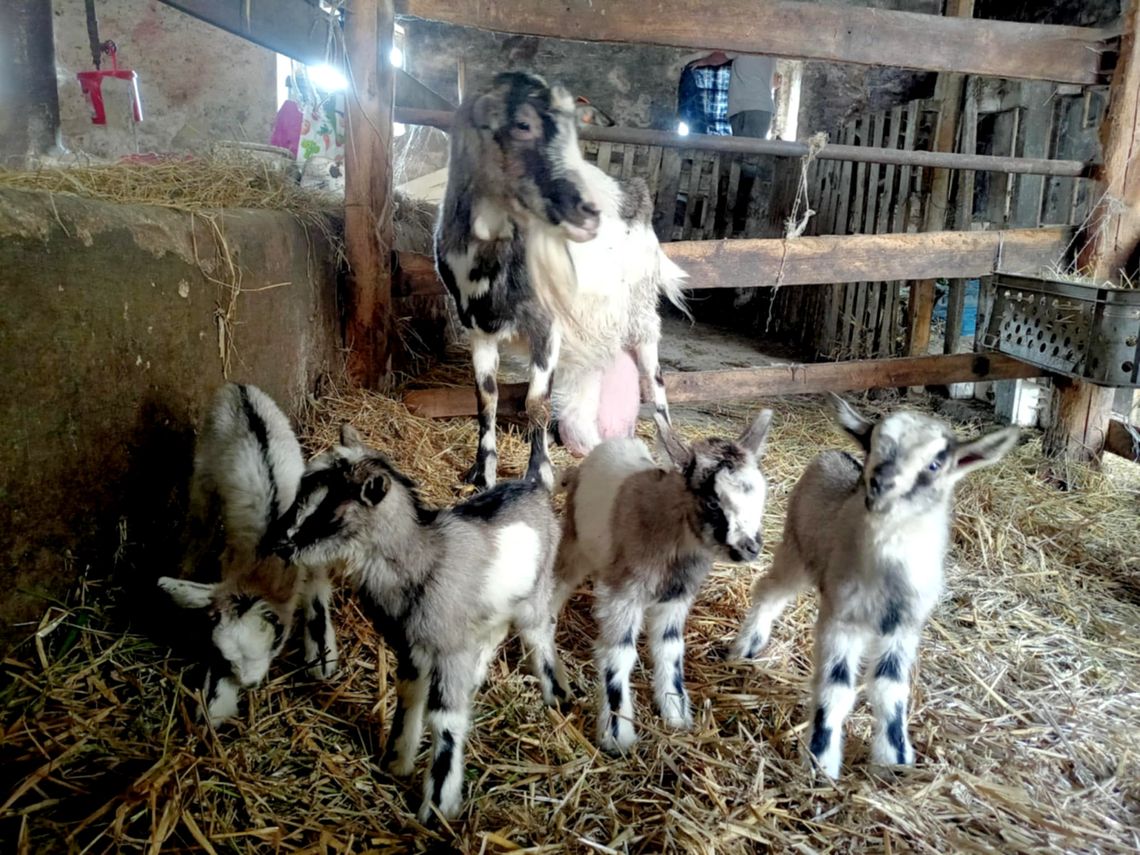 Sensacja w Radoszowach! Koza Pamela urodziła czworaczki - radość w całym domu. ZDJĘCIA