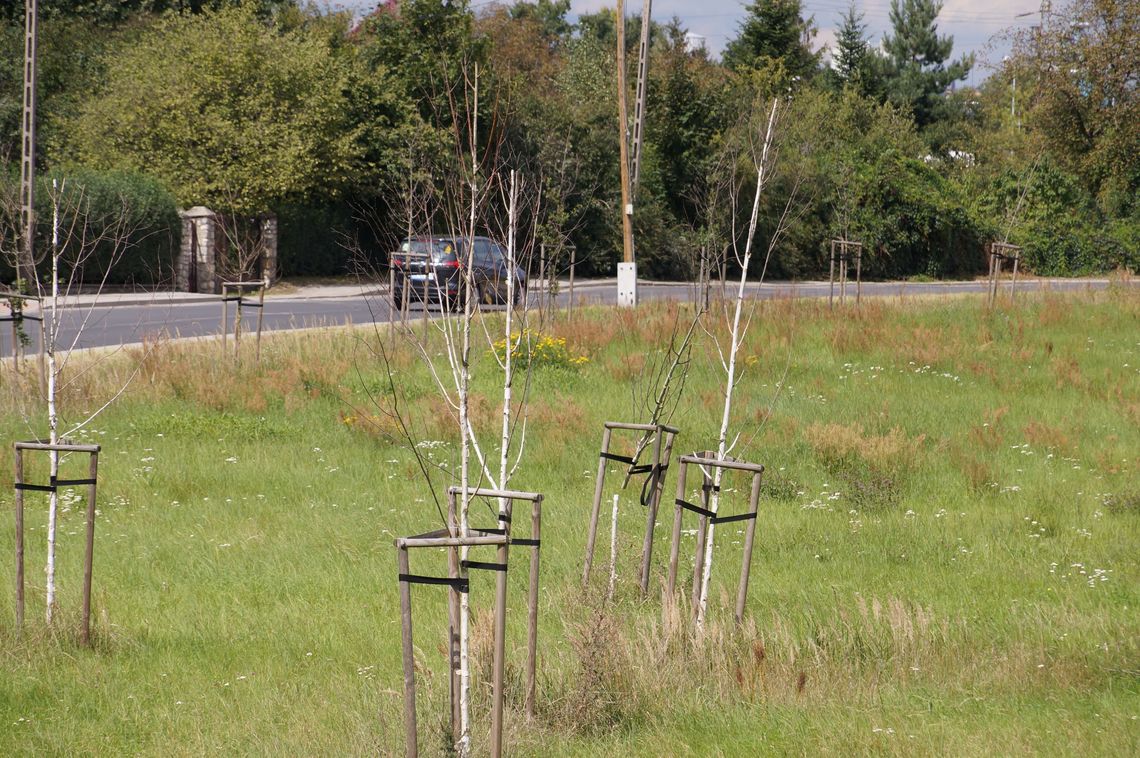 Smutny widok przy ul. Łukasiewicza. Prawie wszystkie drzewka uschły