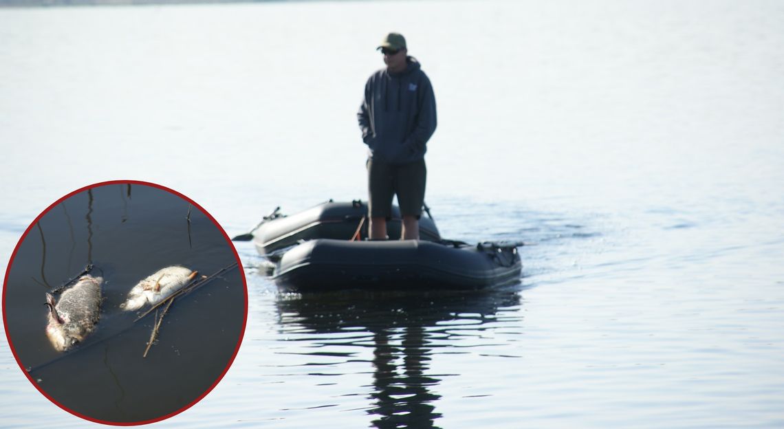 Śnięcie ryb i działania służb. PZW apeluje o czujność, Wody Polskie prowadzą obserwacje i interwencje