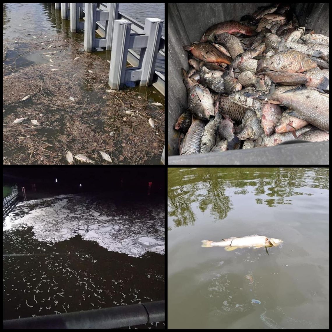Śnięte ryby w Kanale Gliwickim. Jest reakcja Wód Polskich