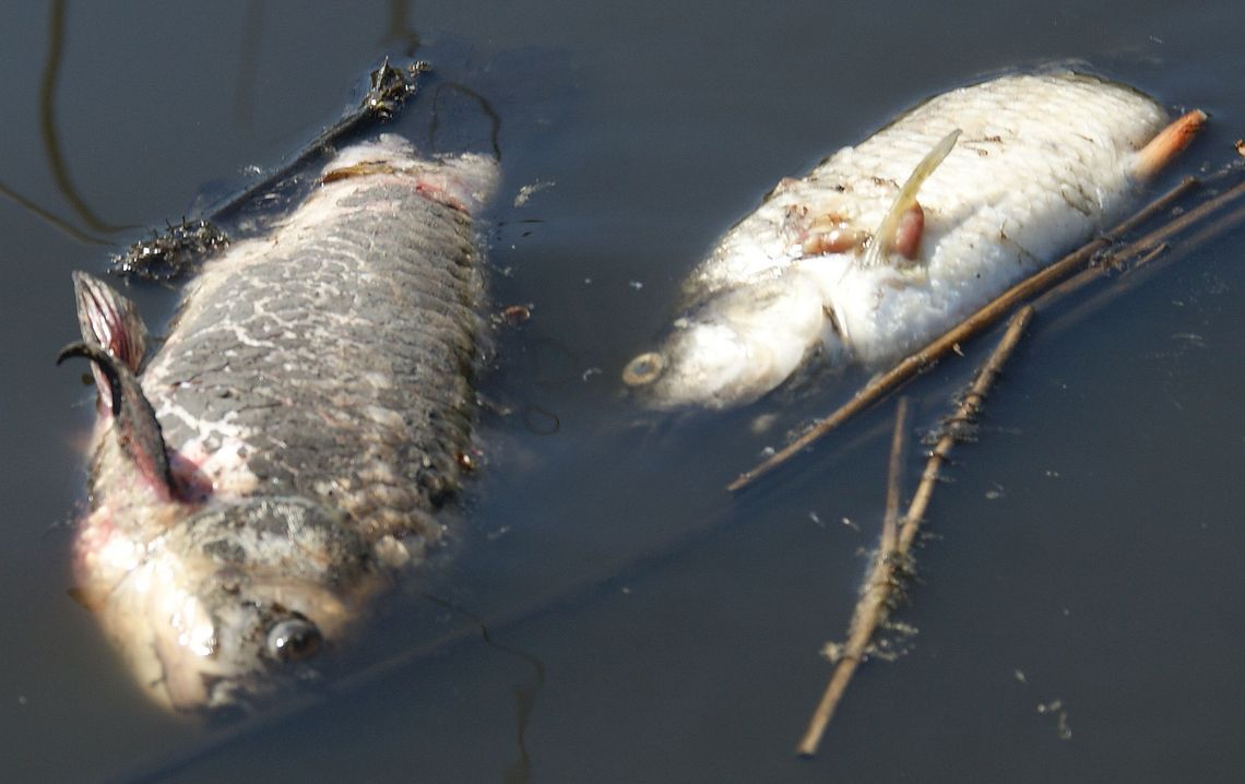 Śnięte ryby w Kanale Gliwickim. Niebawem poznamy wyniki badań WIOŚ
