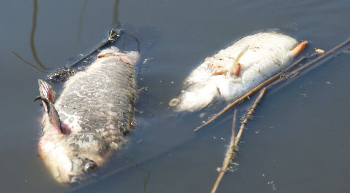 Śnięte ryby znów pojawiły się w Kanale Gliwickim i Kędzierzyńskim