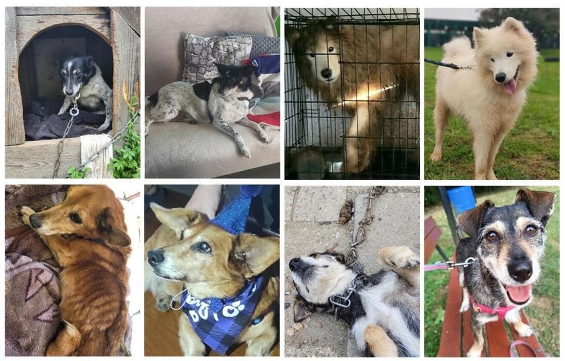 Specjalna zbiórka dla OTOZ Animals Kędzierzyn-Koźle. Wpłać złotówkę!