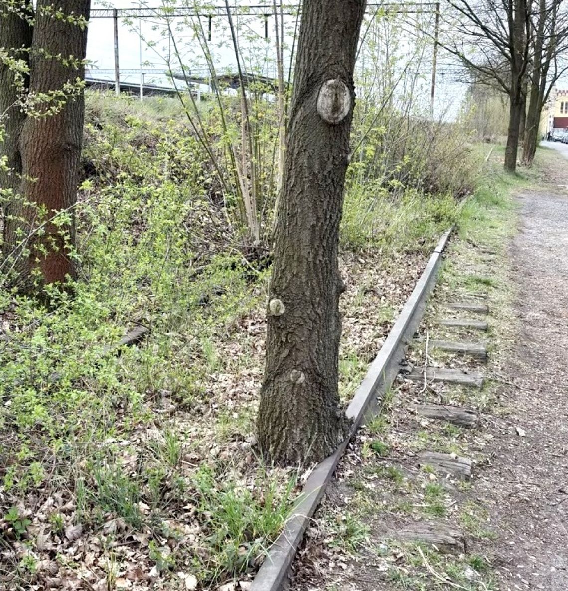 Stara bocznica kolejowa na ulicy Tartacznej. Sprawdź kto z niej korzystał
