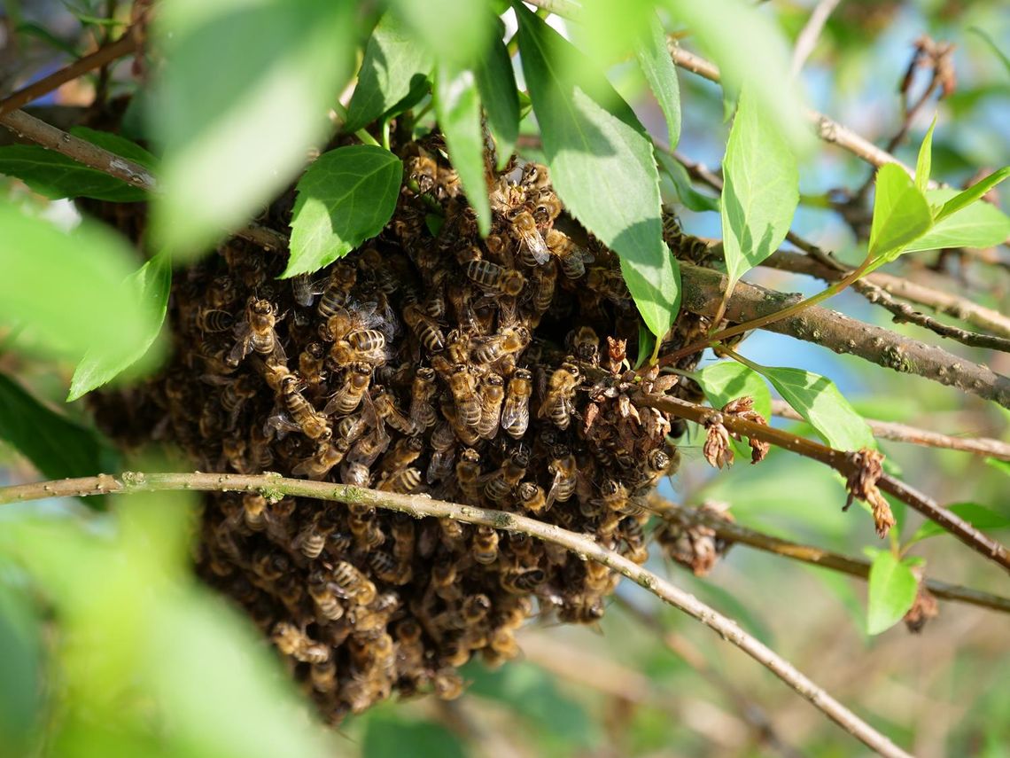 Strażacy ponownie wezwani do roju pszczół na osiedlu Pogorzelec Strażacy ponownie wezwani do roju pszczół na osiedlu Pogorzelec