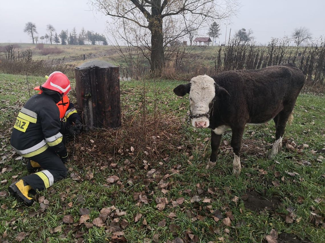 Strażacy uratowali cielaka, który wszedł do Odry