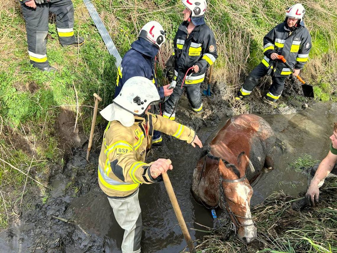 Strażacy uratowali konia, który ugrzązł w cieku wodnym. ZDJĘCIE