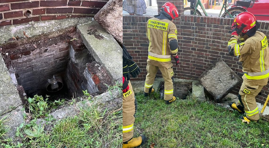 Strażacy uratowali kotka, który wpadł do kanalizacji Strażacy uratowali kotka, który wpadł do kanalizacji