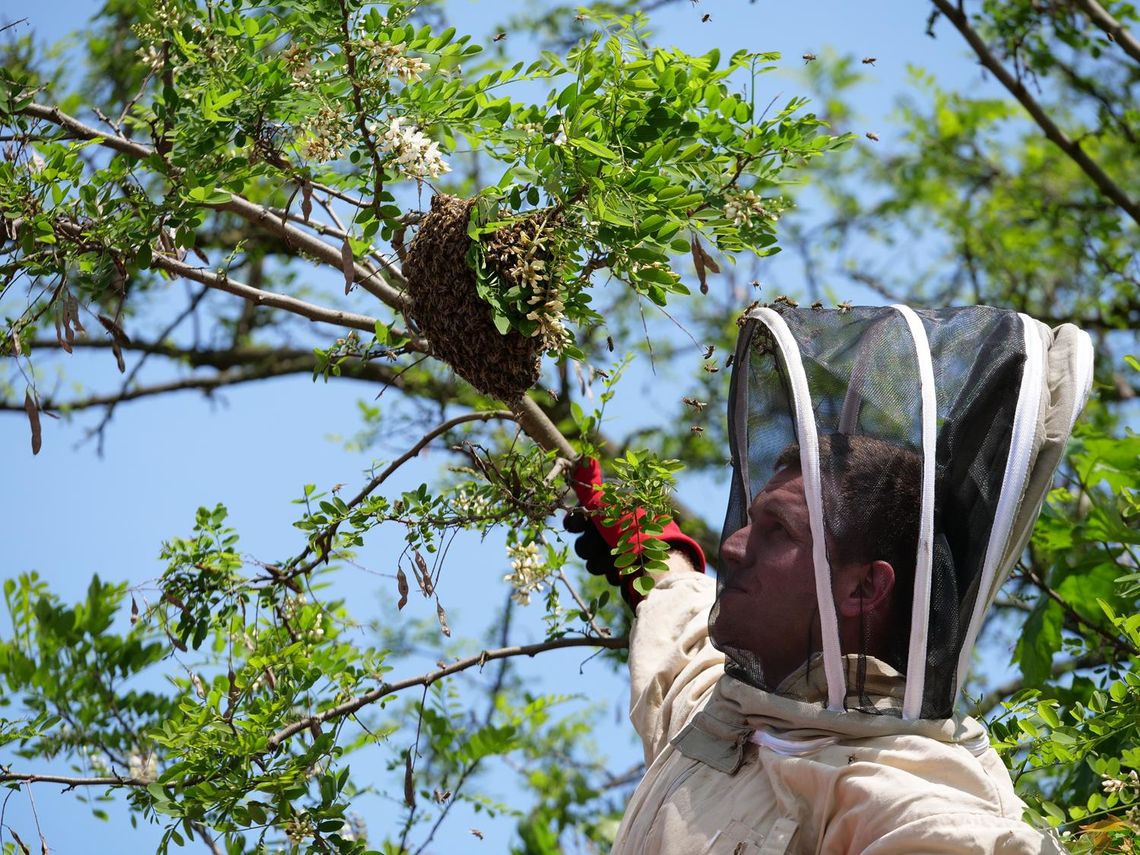 Strażacy wezwani do usunięcia roju pszczół Strażacy wezwani do usunięcia roju pszczół