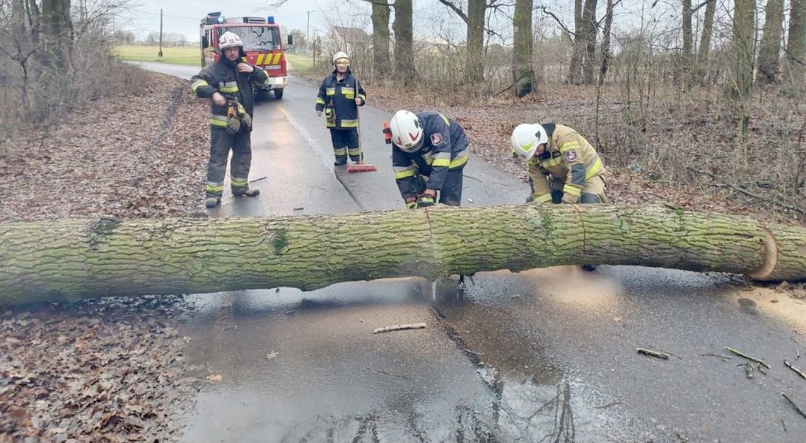 Strażacy wezwani do powalonego drzewa w Mechnicy. ZDJĘCIA