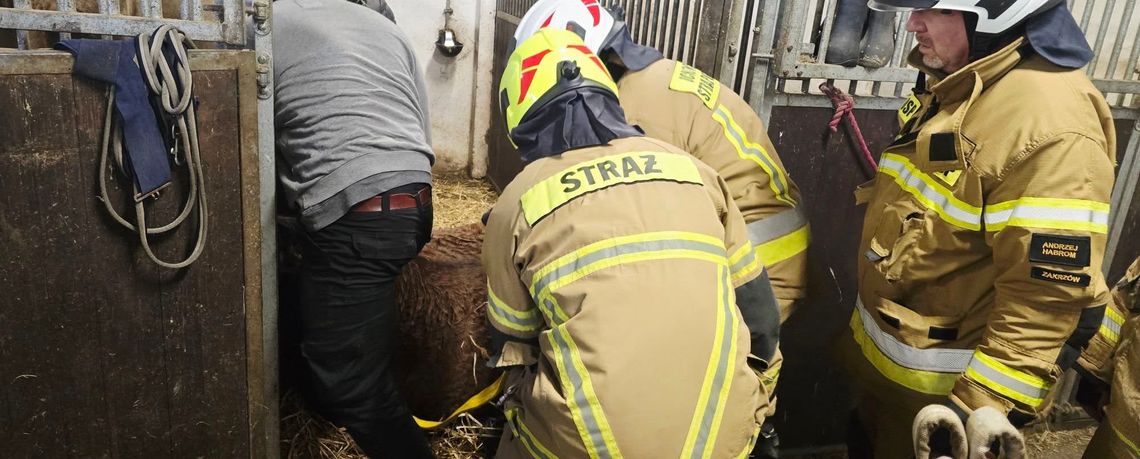 Strażacy zostali zadysponowani do pomocy przy podniesieniu konia, jednak akcja została przerwana