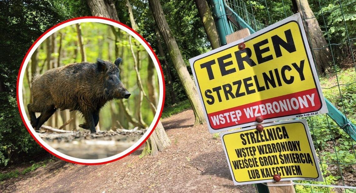 Strzelnica w Koźlu i wypłoszone dziki. Są działania odstraszające i odstrzał zwierząt