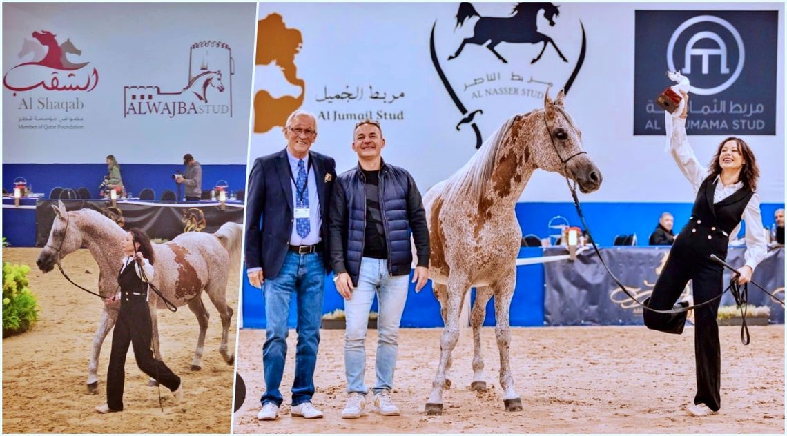 Światowa elita koni arabskich - Piernat z Zakrzowa w gronie najlepszych w Aachen. ZDJĘCIA