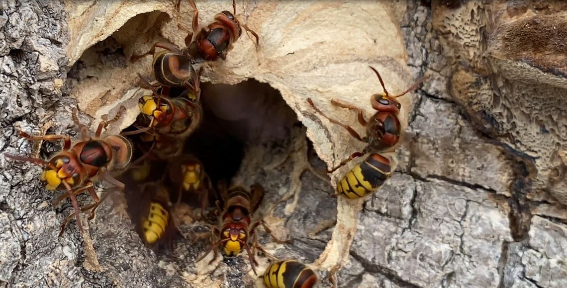 Szerszenie przy ulicy Żabienieckiej. Lepiej uważać! FILM Szerszenie przy ulicy Żabienieckiej. Lepiej uważać! FILM