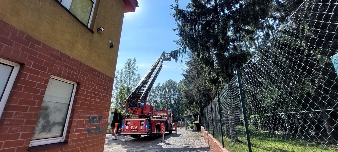 Szerszenie w bursie. Na miejscu interweniowali strażacy