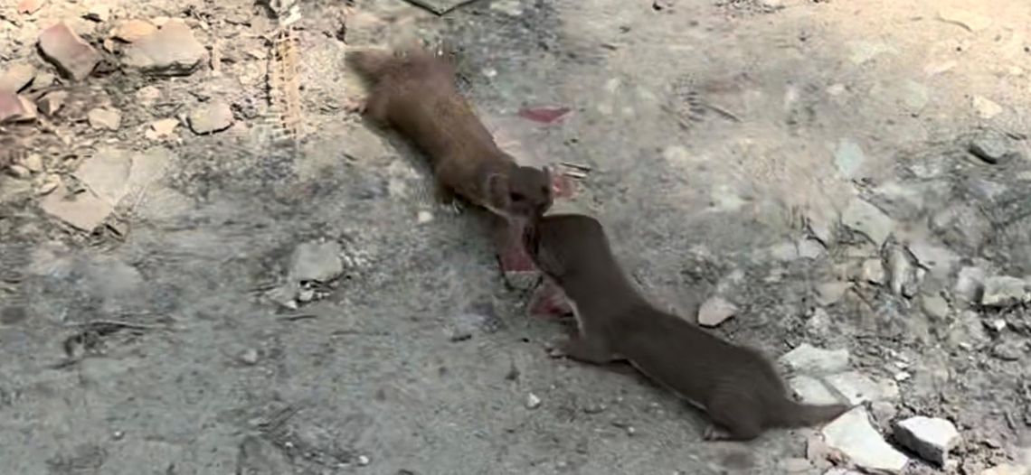 Szorstkie igraszki małych drapieżników. FILM Szorstkie igraszki małych drapieżników. FILM