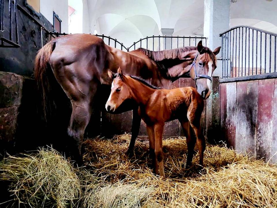 Szukamy imienia dla źrebięcia z Koźla! Lukrecja, Leia, Lampka, a może Lika? Szukamy imienia dla źrebięcia z Koźla! Lukrecja, Leia, Lampka, a może Lika?