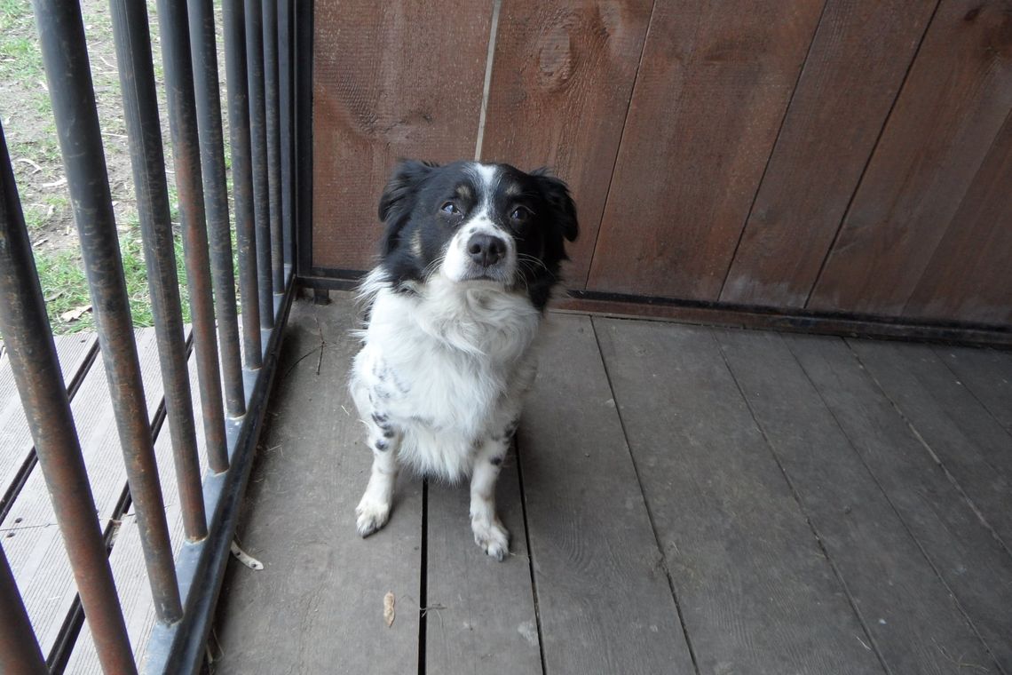 Gmina Ozimek będzie przekazywać bezpańskie psy do schroniska w Kędzierzynie Gmina Ozimek będzie przekazywać bezpańskie psy do schroniska w Kędzierzynie