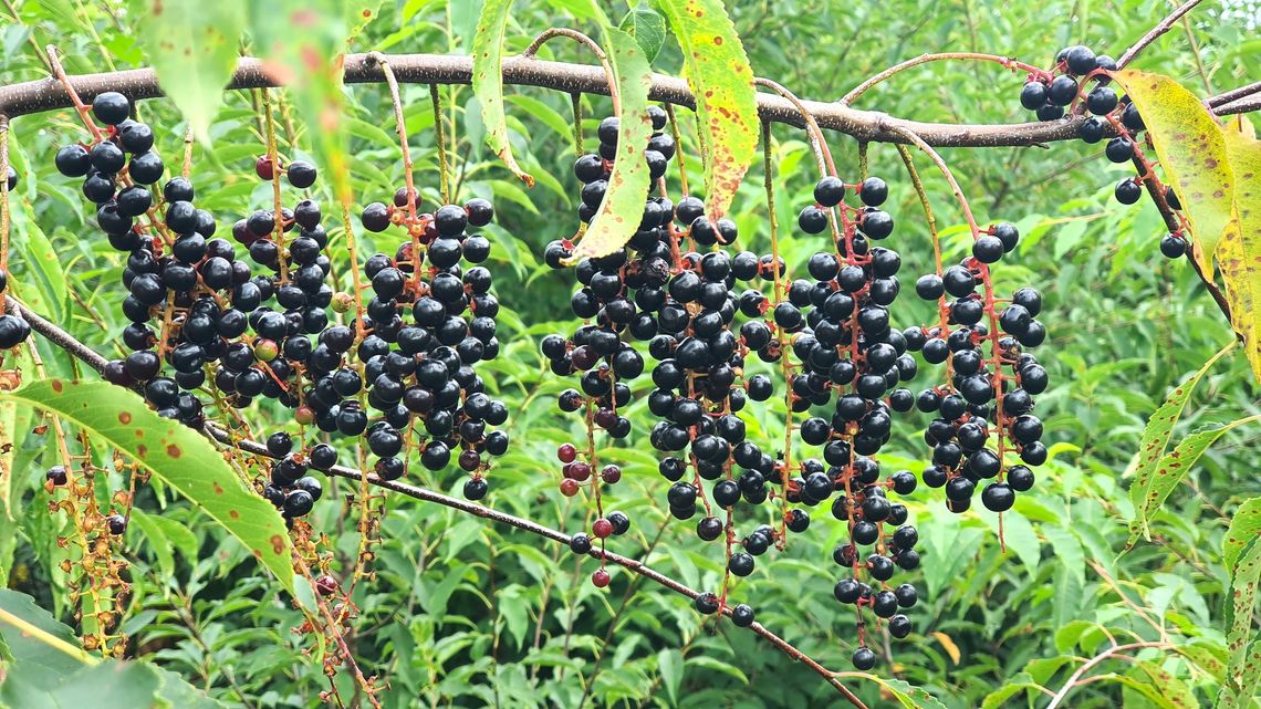 Tę roślinę można napotkać w okolicznych lasach. Posiada wyjątkowo smaczne i zdrowe owoce Tę roślinę można napotkać w okolicznych lasach. Posiada wyjątkowo smaczne i zdrowe owoce