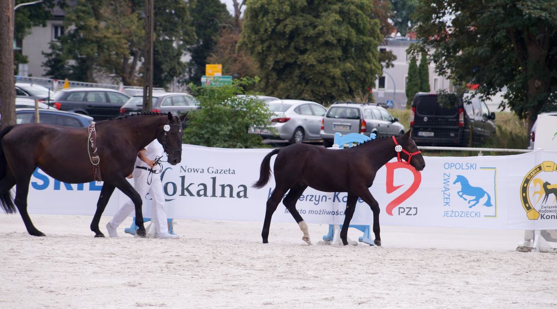 Widzowie podziwiali iście końską rewię mody. ZDJĘCIA