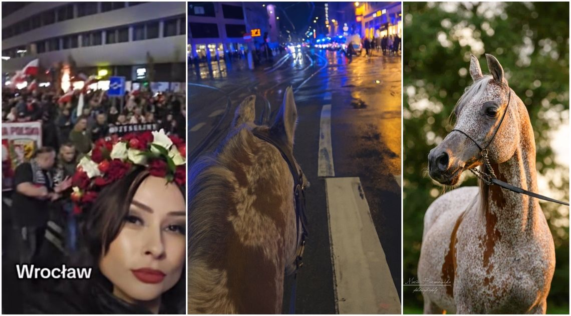 "To nie tylko koń. To symbol odwagi i spokoju". Piernat na czele Marszu Niepodległości we Wrocławiu "To nie tylko koń. To symbol odwagi i spokoju". Piernat na czele Marszu Niepodległości we Wrocławiu