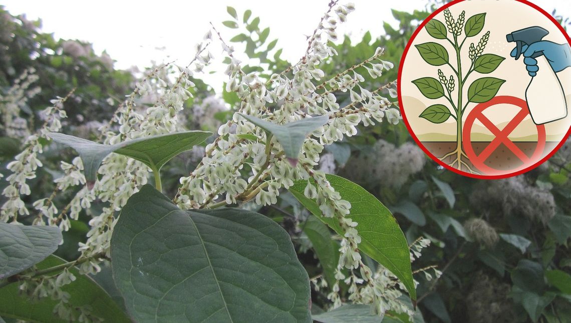 Usuną roślinę inwazyjną przy ścieżce rowerowej. To rdestowiec japoński