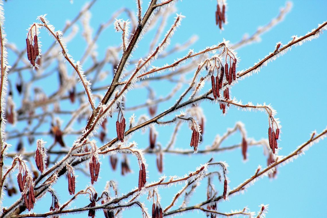 UWAGA! IMGW wydał ostrzeżenie meteorologiczne o przymrozkach