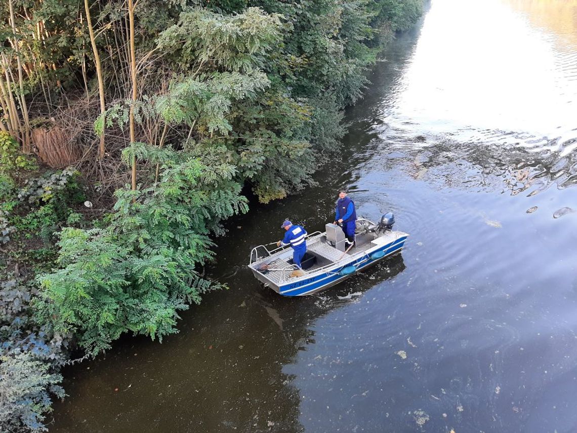 W Kanale Gliwickim od wczoraj nie znaleziono śniętych ryb W Kanale Gliwickim od wczoraj nie znaleziono śniętych ryb