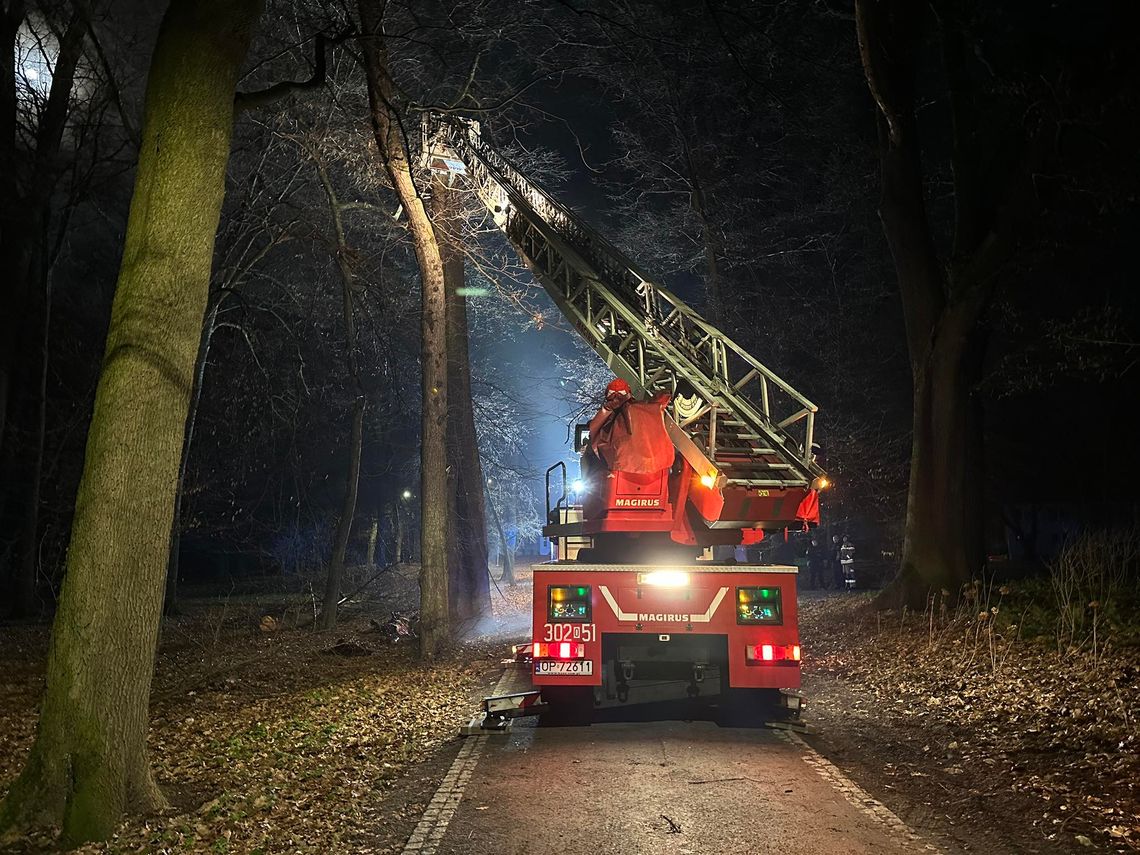 W kozielskim parku paliło się drzewo. Interweniowali strażacy