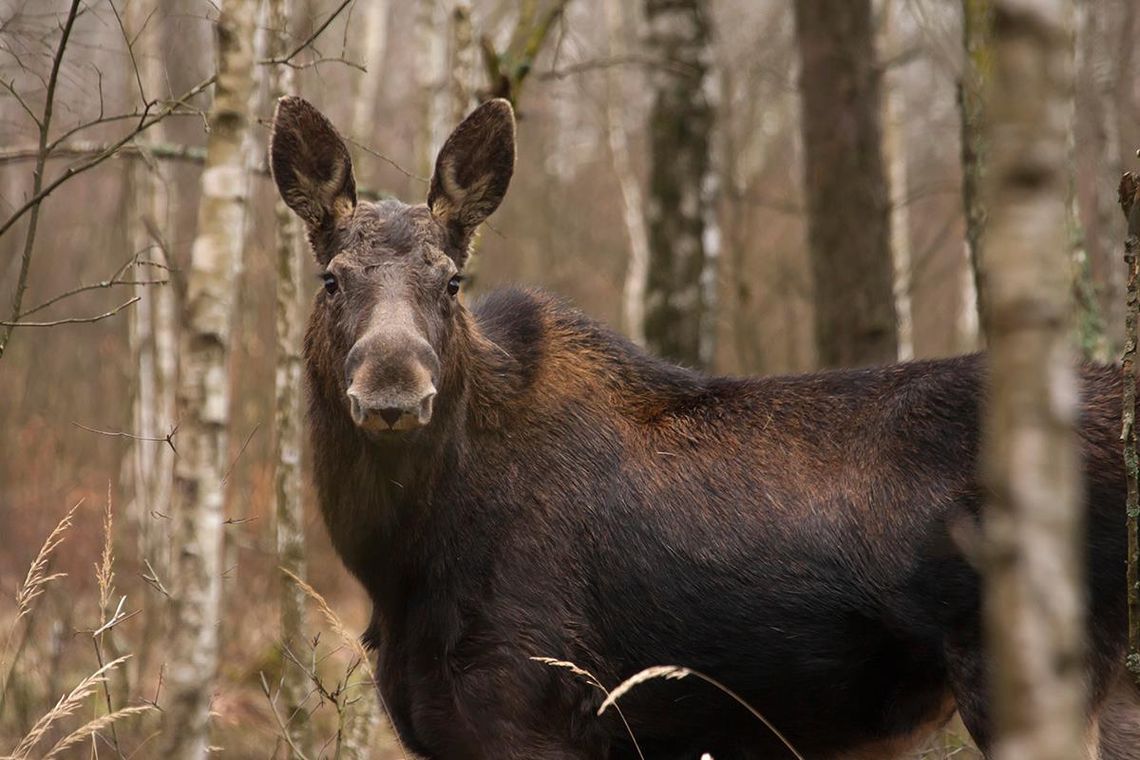 W lesie na os. Azoty pojawił się…łoś. To prawdziwa sensacja W lesie na os. Azoty pojawił się…łoś. To prawdziwa sensacja