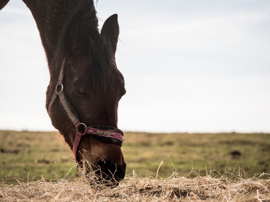 Warsztaty ekologiczne w stadninie koni. Ilość miejsc ograniczona Warsztaty ekologiczne w stadninie koni. Ilość miejsc ograniczona
