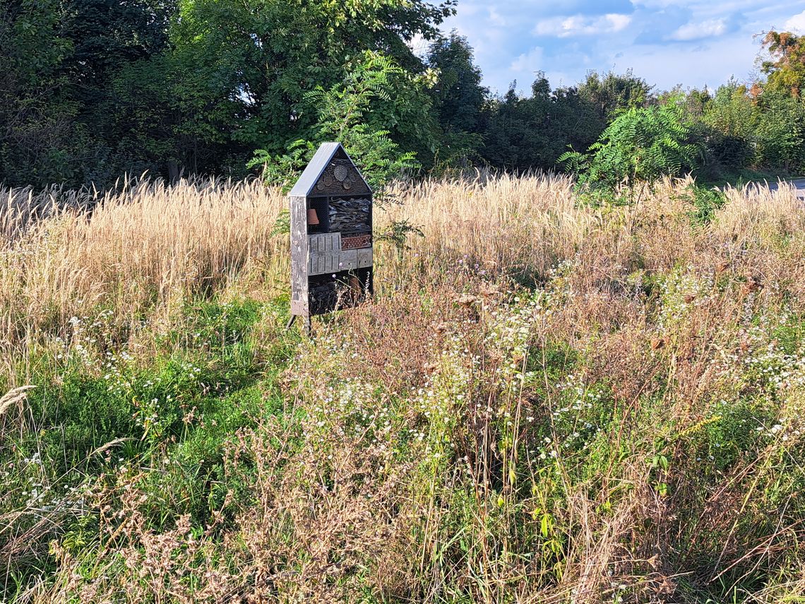 Ważne, że owady i ptaki są zadowolone. Zyskuje też klimat Ważne, że owady i ptaki są zadowolone. Zyskuje też klimat