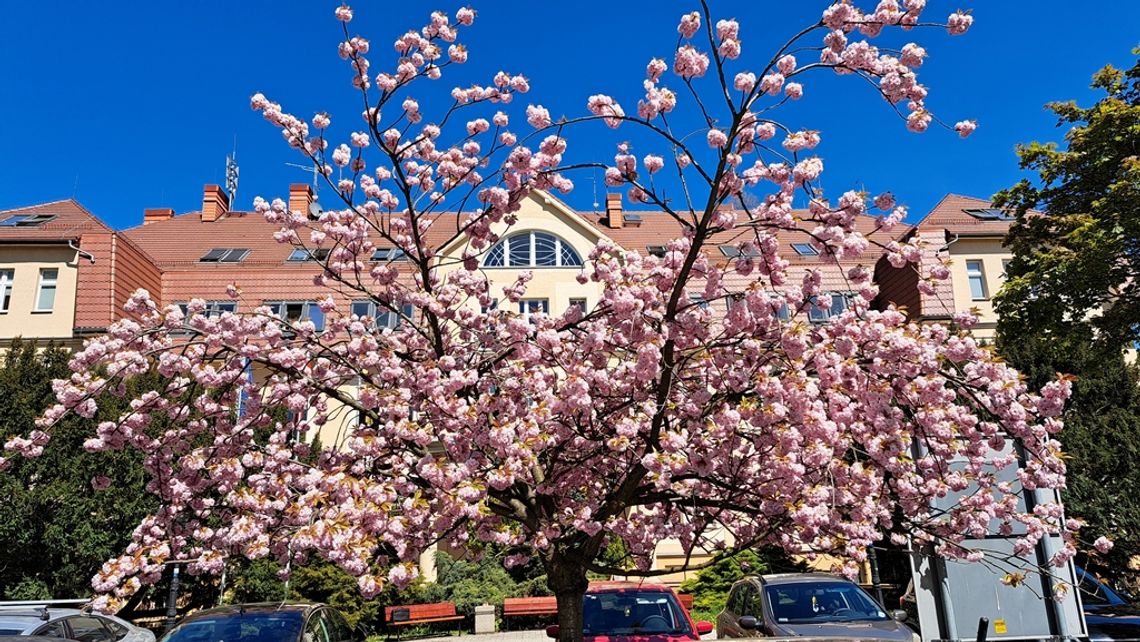 Wiosenna piękność przed magistratem. ZDJĘCIA
