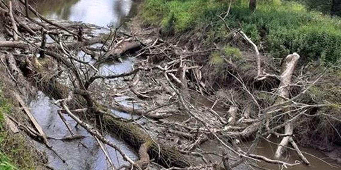 Wody Polskie deklarują podjęcie działań na Bierawce. Zator na rzece zniknie po żniwach
