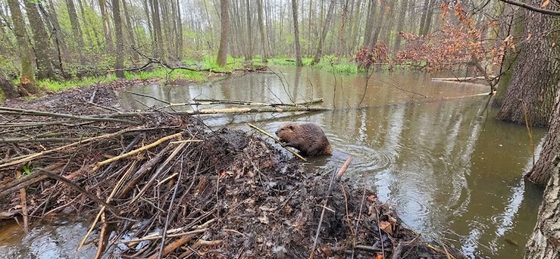 Wyjątkowa aktywność bobrów w Nadleśnictwie Kędzierzyn. ZDJĘCIA