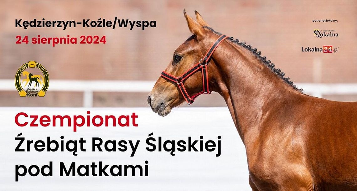 Wyjątkowe święto konia rasy śląskiej na kozielskiej wyspie