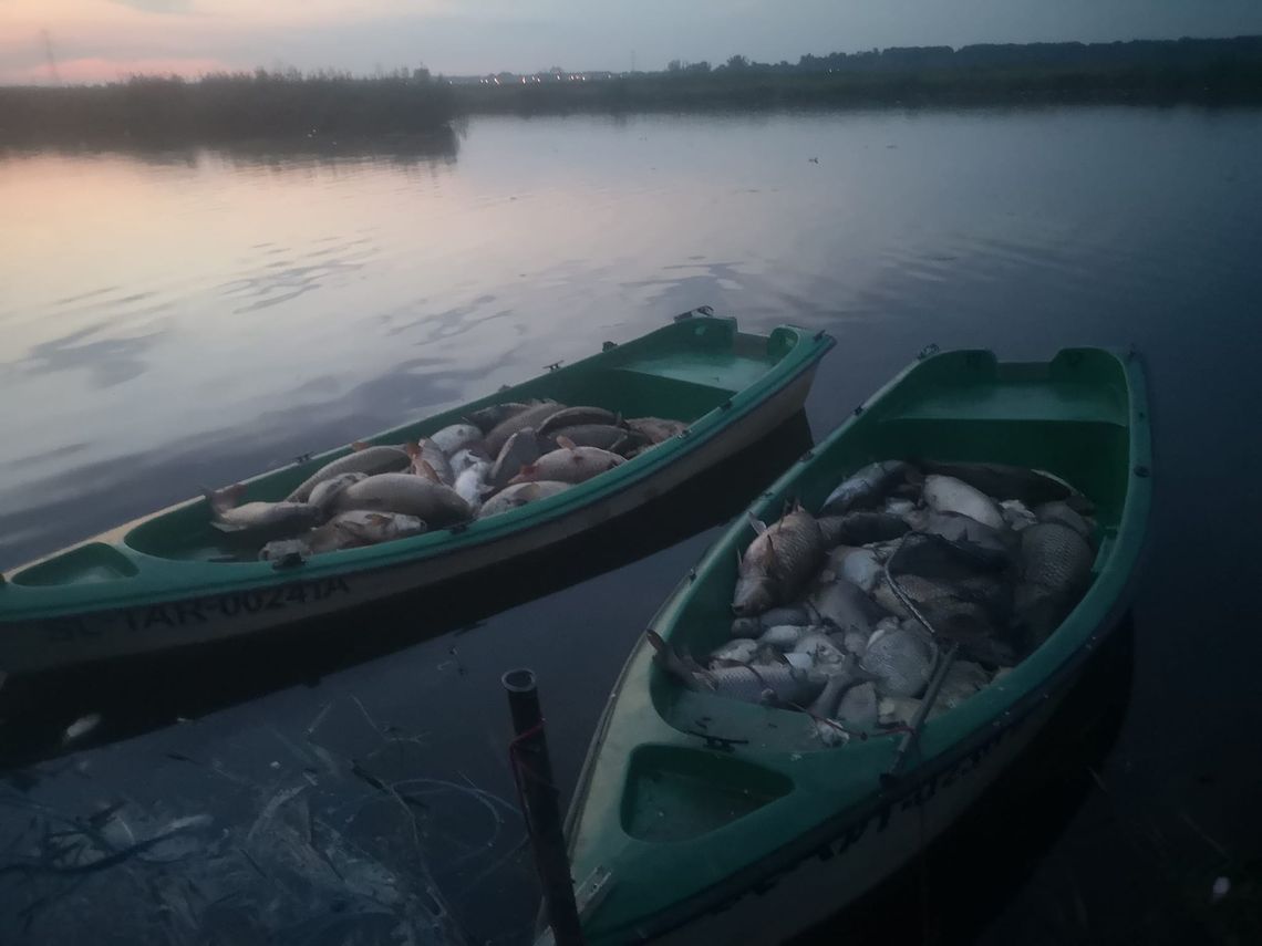 Z jeziora Dzierżno Duże odłowiono już ponad 71 ton śniętych ryb! Problem jest też na Kanale Gliwickim