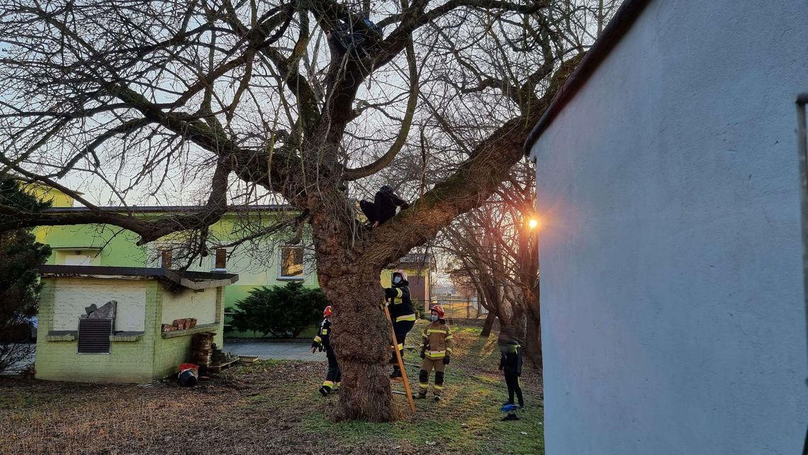 Zabawa na drzewie zakończona interwencją straży pożarnej