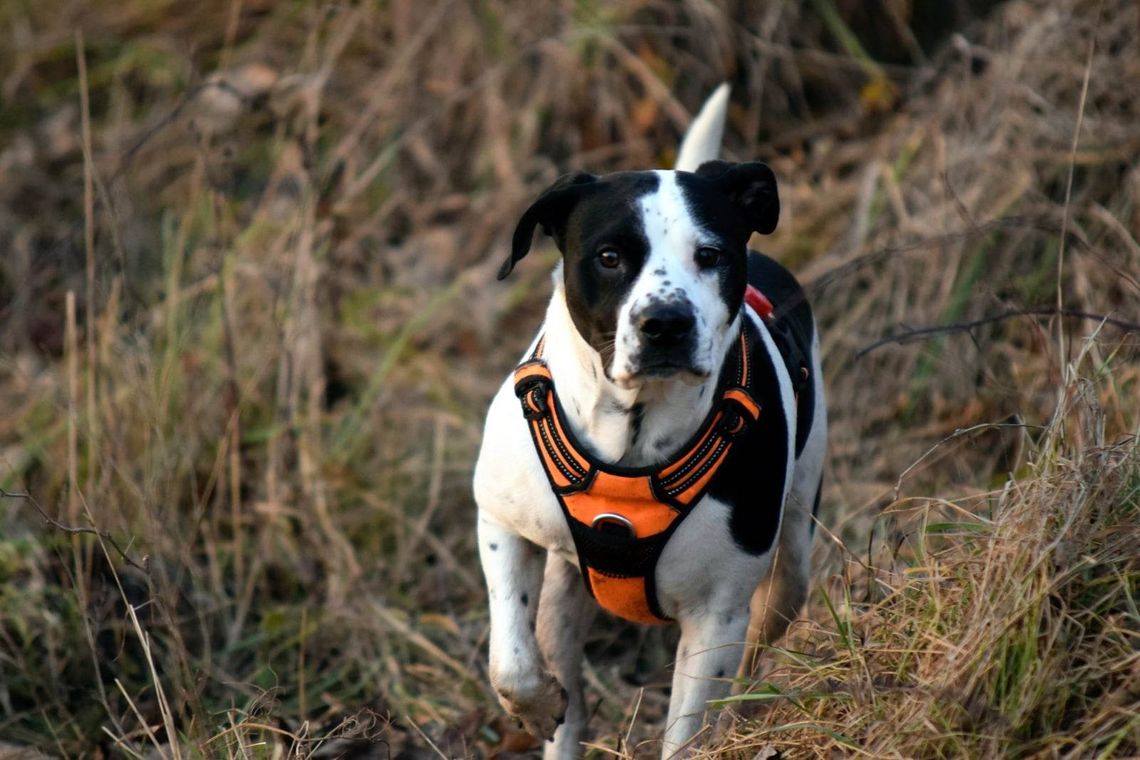 Zaczipuj pupila na koszt miasta Zaczipuj pupila na koszt miasta
