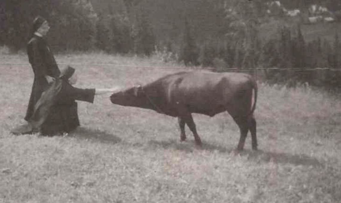 Zakonnice i byczek Zakonnice i byczek