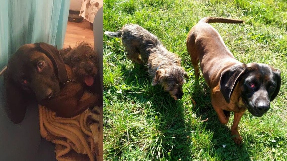 Zaniedbane psy trafiły pod opiekę OTOZ Animals. Potrzebują leczenia i nowego domu Zaniedbane psy trafiły pod opiekę OTOZ Animals. Potrzebują leczenia i nowego domu