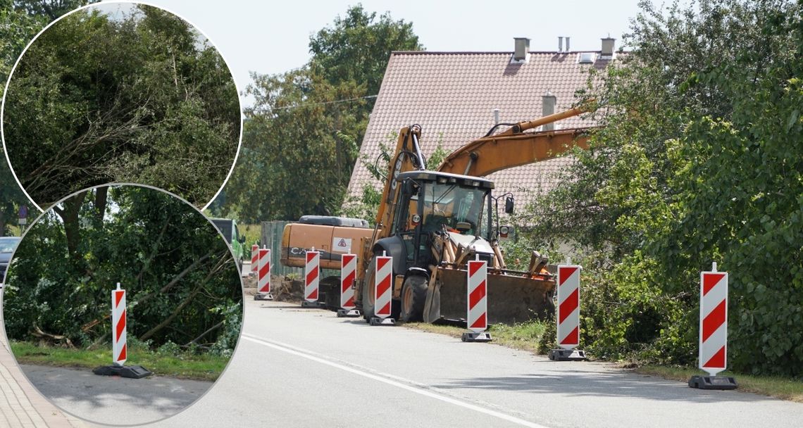 Zanim powstanie ścieżka rowerowa, musi zniknąć trochę drzew. ZDJĘCIA