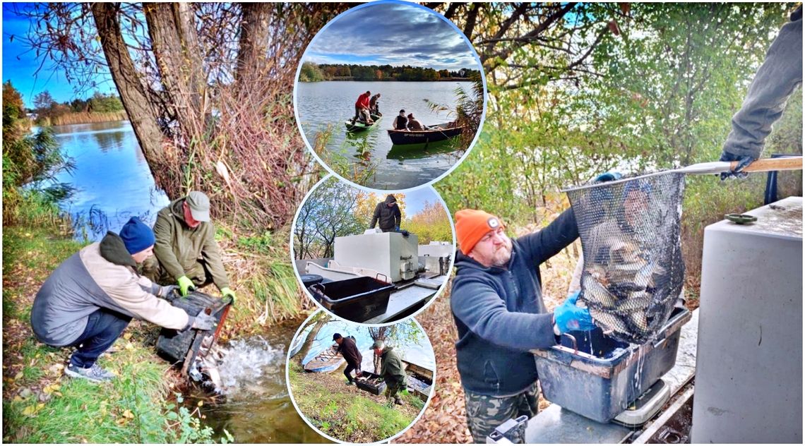 Zarybianie Dębowej rozpoczęte. Na początek - szczupaki. ZDJĘCIA Zarybianie Dębowej rozpoczęte. Na początek - szczupaki. ZDJĘCIA