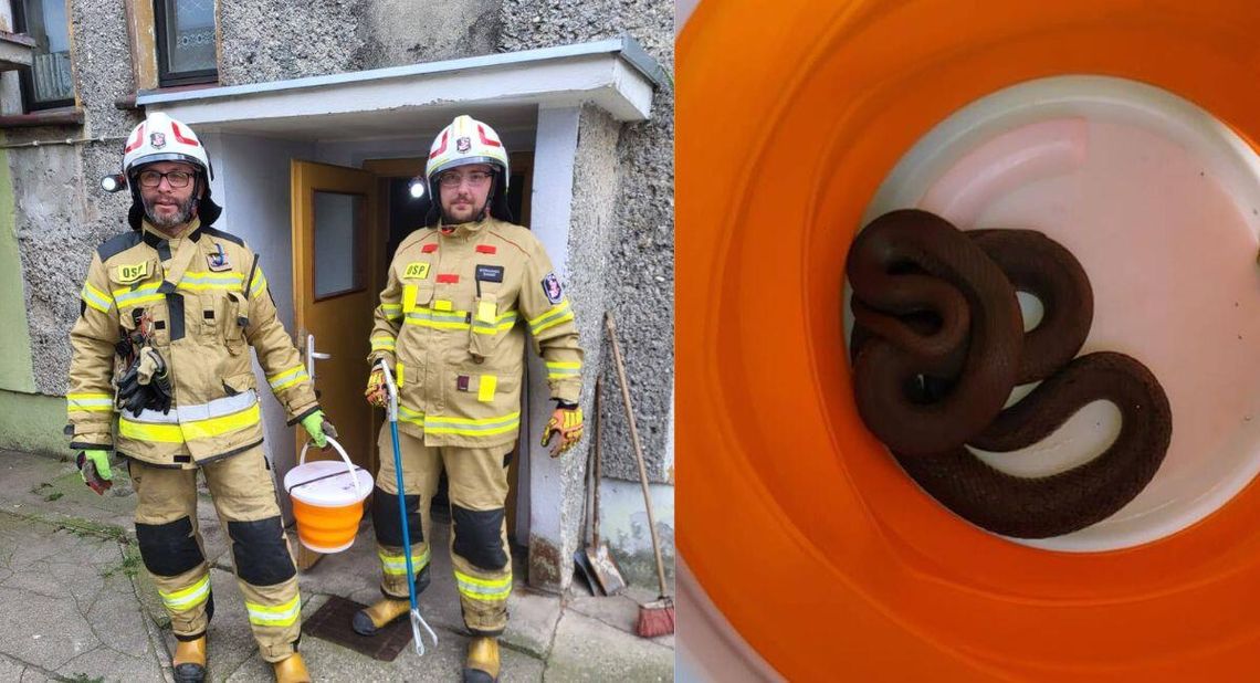 Zaskroniec w piwnicy domu mieszkalnego. Interweniowali strażacy