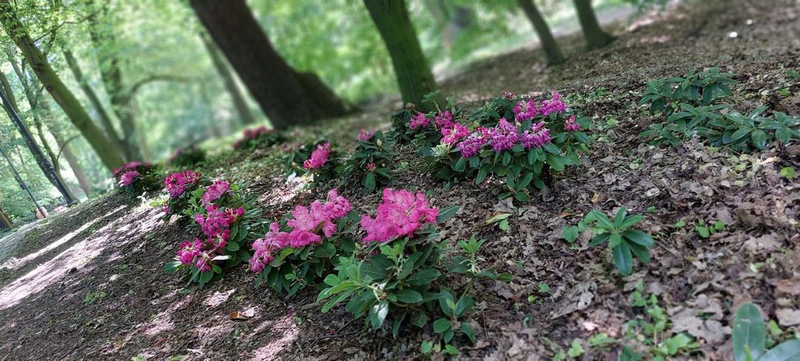 Zielone inwestycje w Kędzierzynie-Koźlu. Miasto stawia na parki i bioróżnorodność