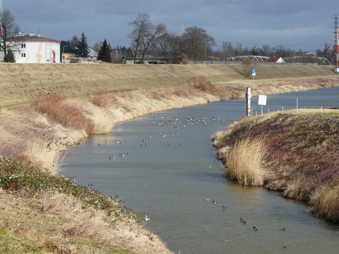 Zimowe Ptakoliczenie w Kędzierzynie-Koźlu w najbliższą niedzielę Zimowe Ptakoliczenie w Kędzierzynie-Koźlu w najbliższą niedzielę
