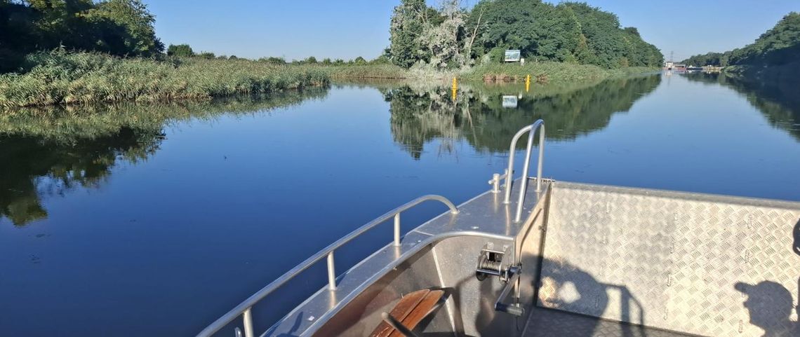 Złota alga znów w Kanale Gliwickim. Wyłowiono ponad 300 kg śniętych ryb